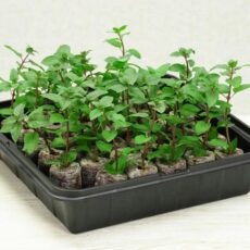 5011775453248 1 Fothergills Plantable Pellets Mini Greenhouse Grow Kit 35 Pellets.jpg